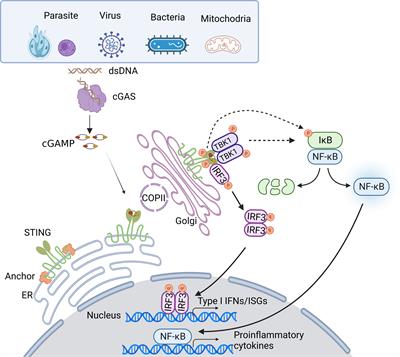 Frontiers | Function And Regulation Of CGAS-STING Signaling In ...